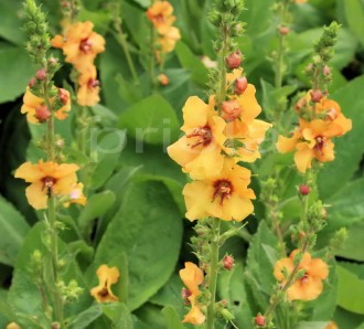 Verbascum hybridum 'Honney Dijon'