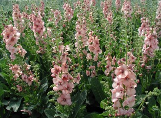 Verbascum hybridum 'Jackie'
