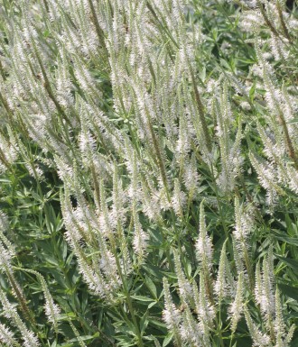Veronicastrum virginicum 'Album'
