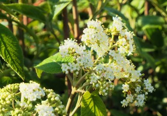 Viburnum lantana 'Mohican'