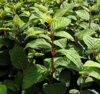 Viburnum plicatum First Editions 'Opening Day'