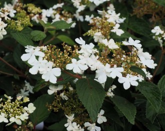 Viburnum plicatum 'Shirogami'