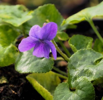 Viola odorata 'Cendrillon'