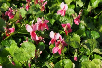 Viola odorata 'Nora Church'