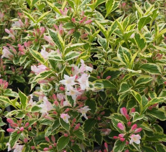 Weigela florida 'Nana Variegata'