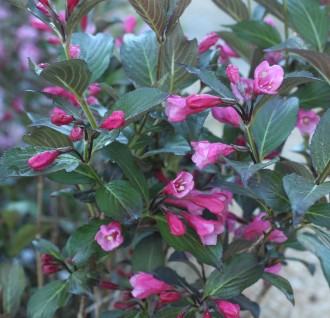 Weigela  'Victoria'