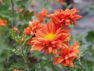 Chrysanthemum  'Paul Boissier'