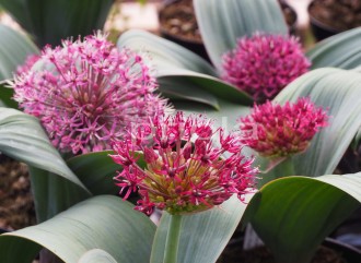 Allium karataviense 'Red Giant'
