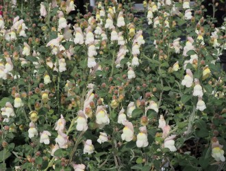Antirrhinum hispanicum ssp. hispanicum