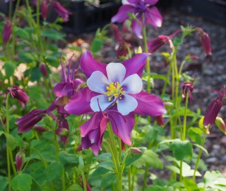 Aquilegia caerulea ('Vermont') 'Lavander'