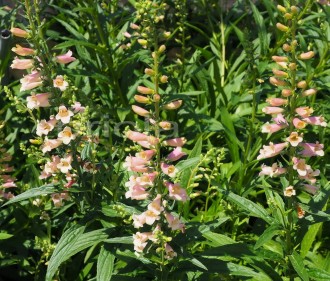 Digitalis  'Glory of Roundway'