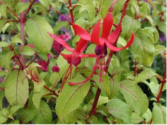 Fuchsia magellanica 'Aurea'