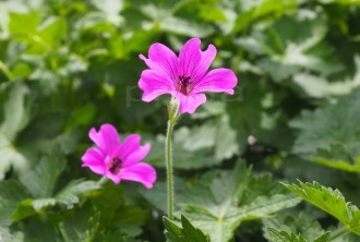 Geranium  'Elworthy Eyecatcher'