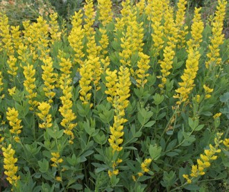 Baptisia Decadence 'Vanilla...