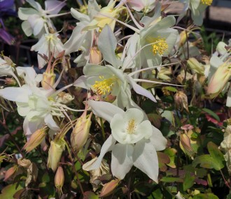 Aquilegia caerulea ('Alaska') 'Swan White'