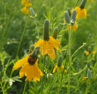 Ratibida columnifera