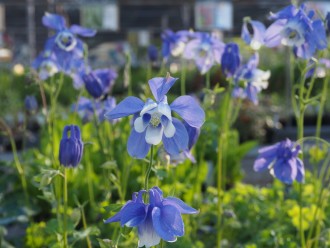 Aquilegia olympica