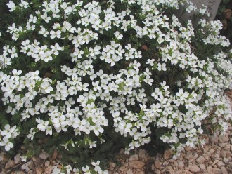 Arabis alpina subsp....