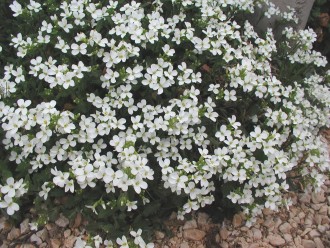 Arabis alpina subsp. caucasica 'Schneehaube'