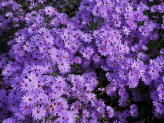 Aster novi-belgii 'Blauer Gletscher'