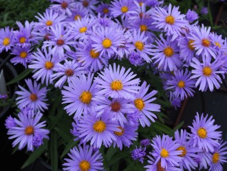Aster novi-belgii 'Remembrance'