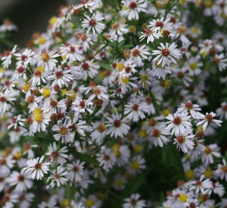 Aster ericoides 'Erlkönig'