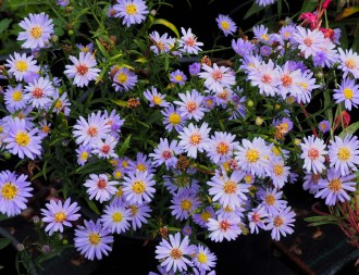 Aster  'Blue Butterfly'