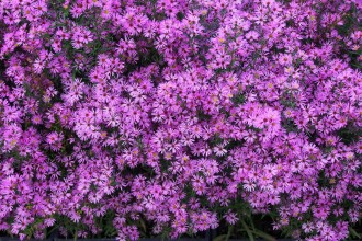 Aster ericoides 'Rod Nippon'