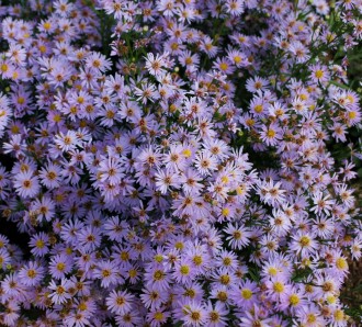 Aster ericoides 'Ruth McConell'