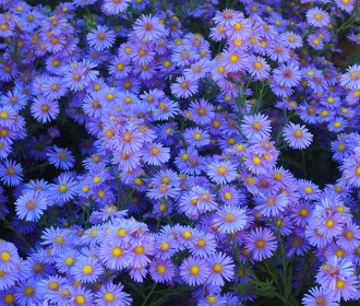 Aster  'Looman's Blue'