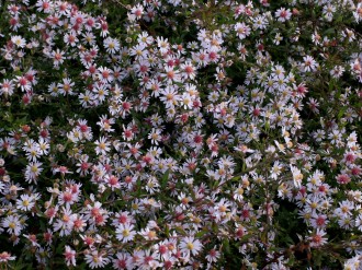 Aster cordifolius 'Blütenregen'