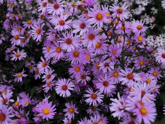 Aster  'Glow in the Dark'