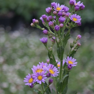 Aster tataricus 'Jindai'