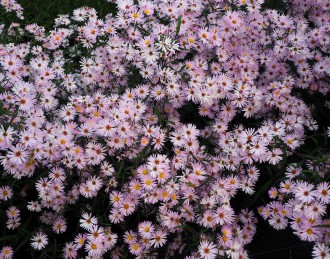 Aster  'Vasterival'