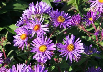 Aster novae-angliae 'Barr's Blue'