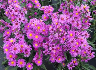 Aster novi-belgii 'Leuchtfeuer'
