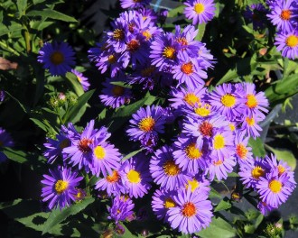Aster novi-belgii 'Pyramide'