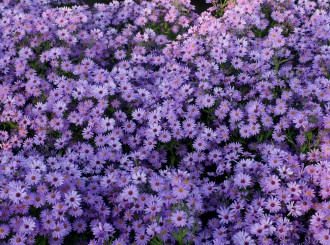 Aster novi-belgii x cordifolius 'Treffpunkt'