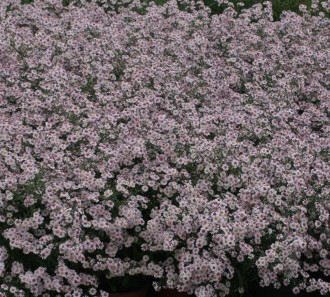 Aster  'Pink Button'