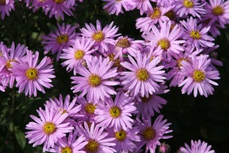 Aster amellus 'Rosa Erfûllung'