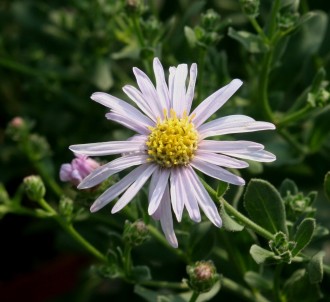 Chrysanthemum  'Carmine Blush'