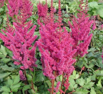 Astilbe chinensis 'Vision in Red'