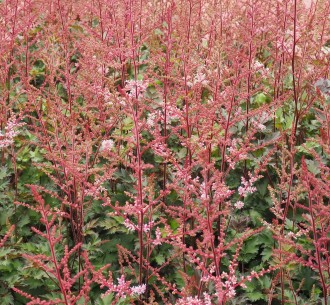 Astilbe japonica 'Delft Lace'
