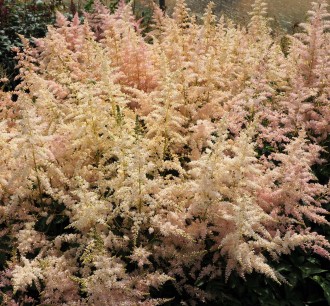 Astilbe hybrida 'Younique Silvery Pink'
