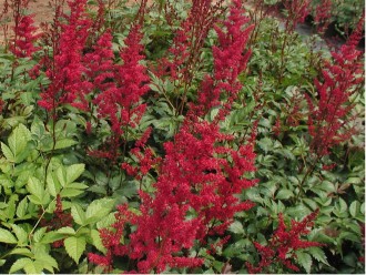 Astilbe x arendsii 'Fanal'