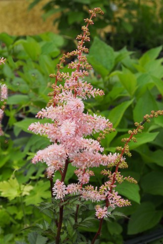 Astilbe x arendsii 'Grete Püngel'