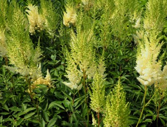 Astilbe x arendsii 'Weisse Gloria'
