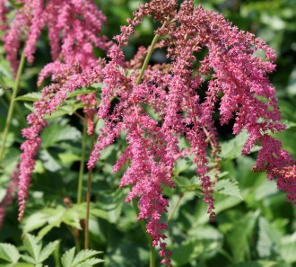 Astilbe x thumbergii 'Straussenfeder'