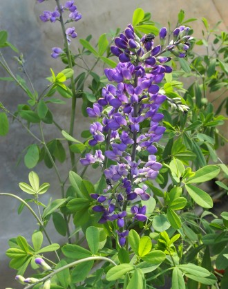 Baptisia  'Purple Smoke'