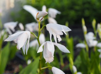 Bletilla striata 'Alba'